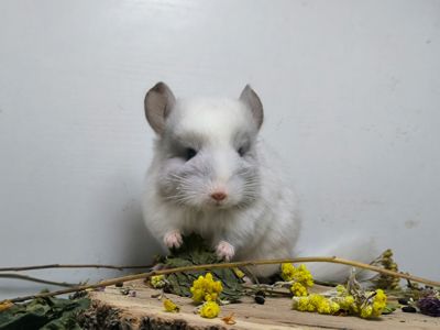 Гарний білий хлопчик шиншилка