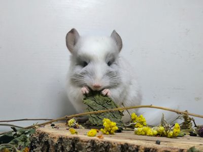 Гарний білий хлопчик шиншилка