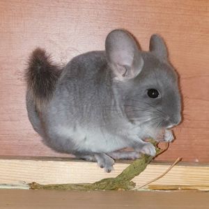 Маленький самец шиншиллы бархатный фиолет эбони