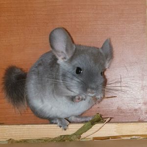 Маленький самец шиншиллы бархатный фиолет эбони