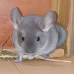 Маленький самец шиншиллы бархатный фиолет эбони