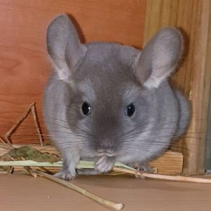 Маленький самец шиншиллы бархатный фиолет эбони