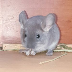 Маленький самец шиншиллы бархатный фиолет эбони