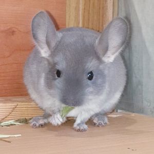 Маленький самец шиншиллы бархатный фиолет эбони