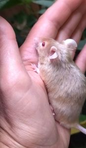 Сатинова (атласна) мишка