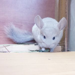 Маленький самец шиншиллы бархатный бежевый фиолет эбони
