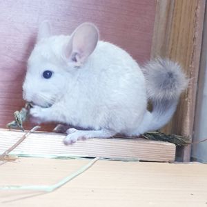 Маленький самец шиншиллы бархатный бежевый фиолет эбони