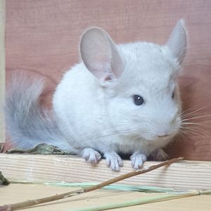 Маленький самец шиншиллы бархатный бежевый фиолет эбони