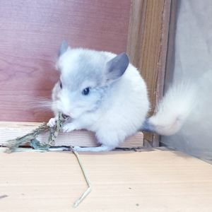 Маленькая самочка шиншиллы белая фиолет эбони