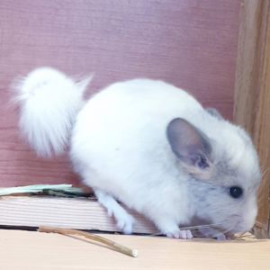 Маленькая самочка шиншиллы белая фиолет эбони