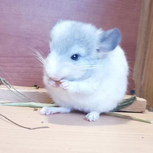 Маленькая самочка шиншиллы белая фиолет эбони