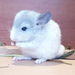 Маленькая самочка шиншиллы белая фиолет эбони