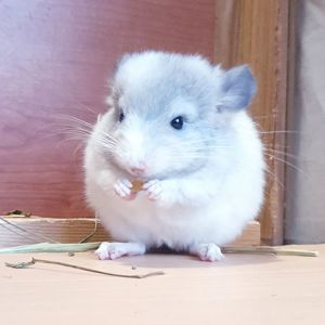 Маленькая самочка шиншиллы белая фиолет эбони