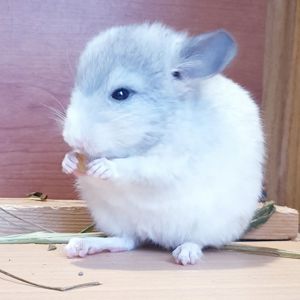 Маленькая самочка шиншиллы белая фиолет эбони