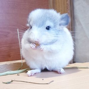 Маленькая самочка шиншиллы белая фиолет эбони
