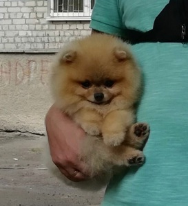 Шпіц мінік