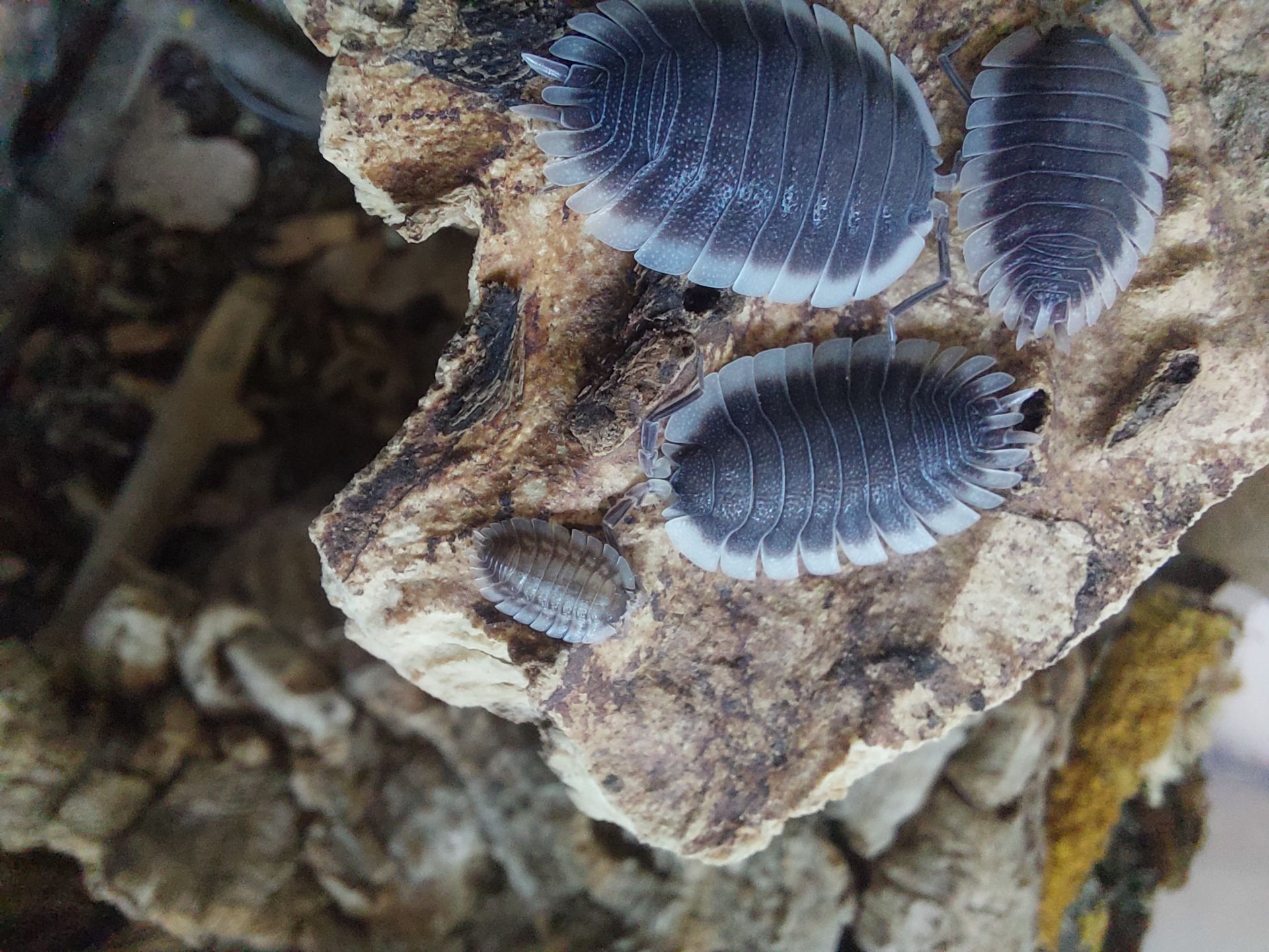 Мокриці Porcellio werneri