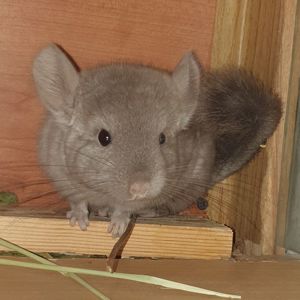 Маленькая самочка шиншиллы бежевая эбони