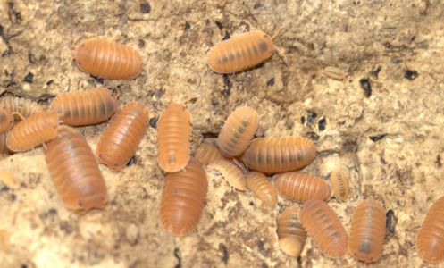 Мокриці Сubaris murina mandarin