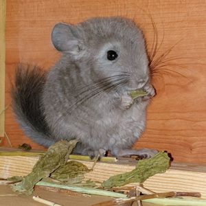 Маленькая самочка шиншиллы Фиолет эбони