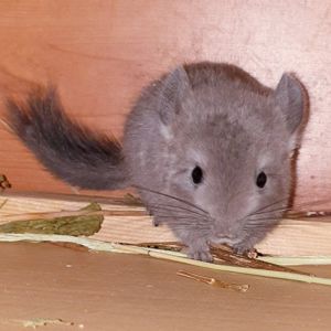 Маленькая самочка шиншиллы Фиолет эбони