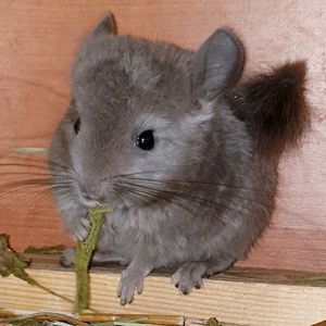 Маленькая самочка шиншиллы Фиолет эбони