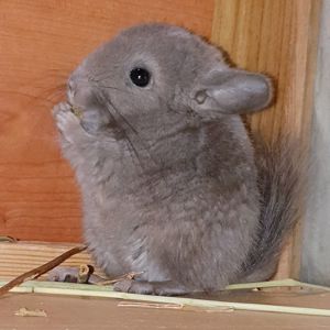 Маленькая самочка шиншиллы Фиолет эбони