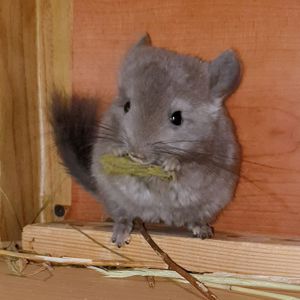 Маленькая самочка шиншиллы Фиолет эбони