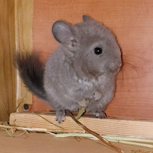 Маленькая самочка шиншиллы Фиолет эбони