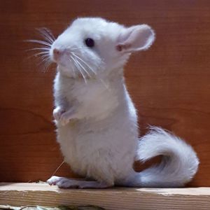 Маленькая самочка шиншиллы Бежевая фиолет эбони