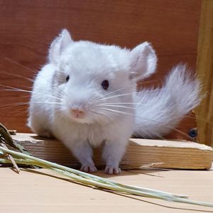 Маленькая самочка шиншиллы Бежевая фиолет эбони