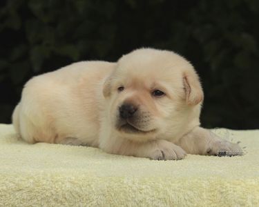 Цуценята лабрадора ретривера. Розплідник Otono Beso
