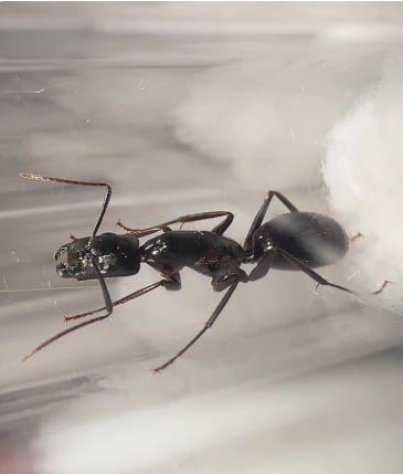Camponotus guangxi – купить редких азиатских муравьев для формикария