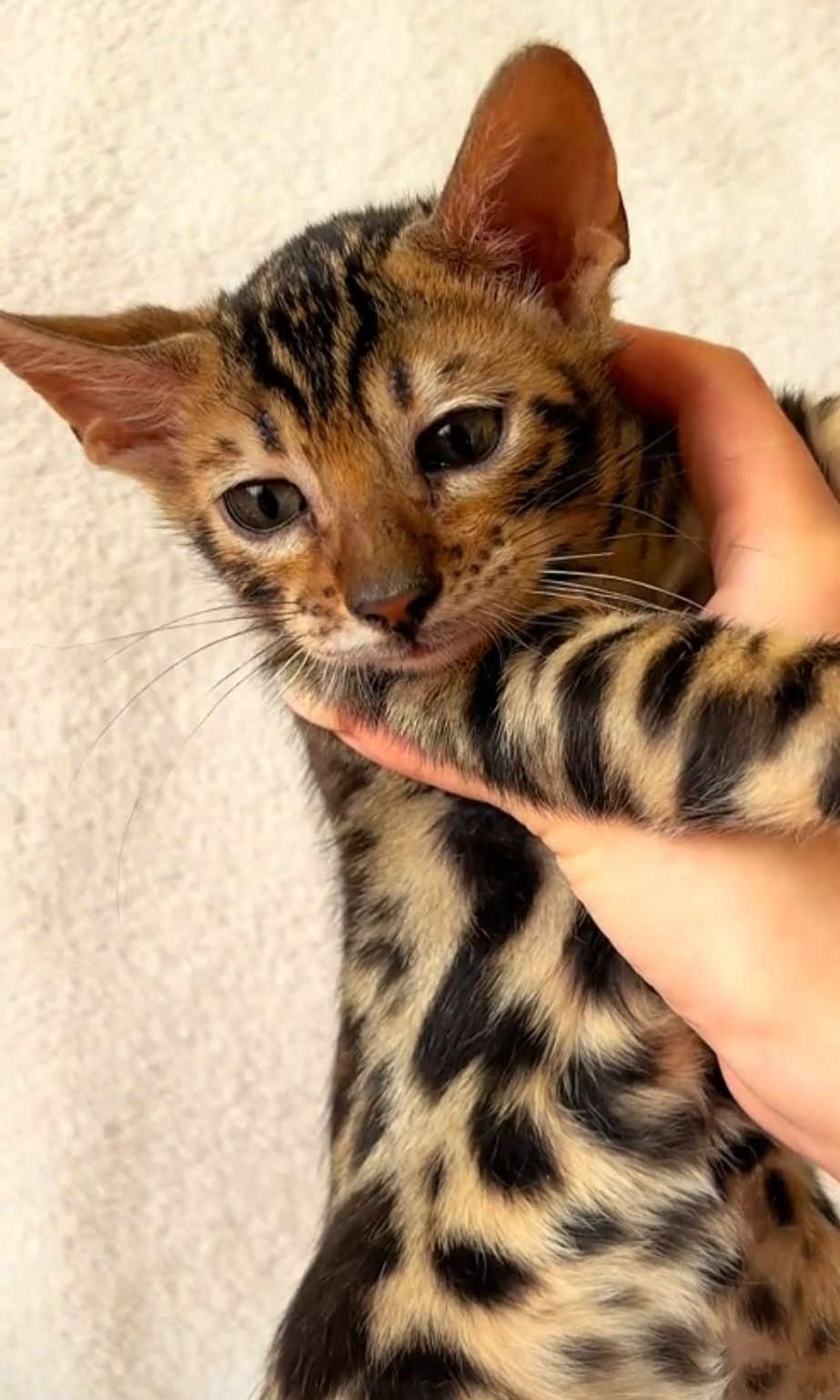 Бенгальские котята