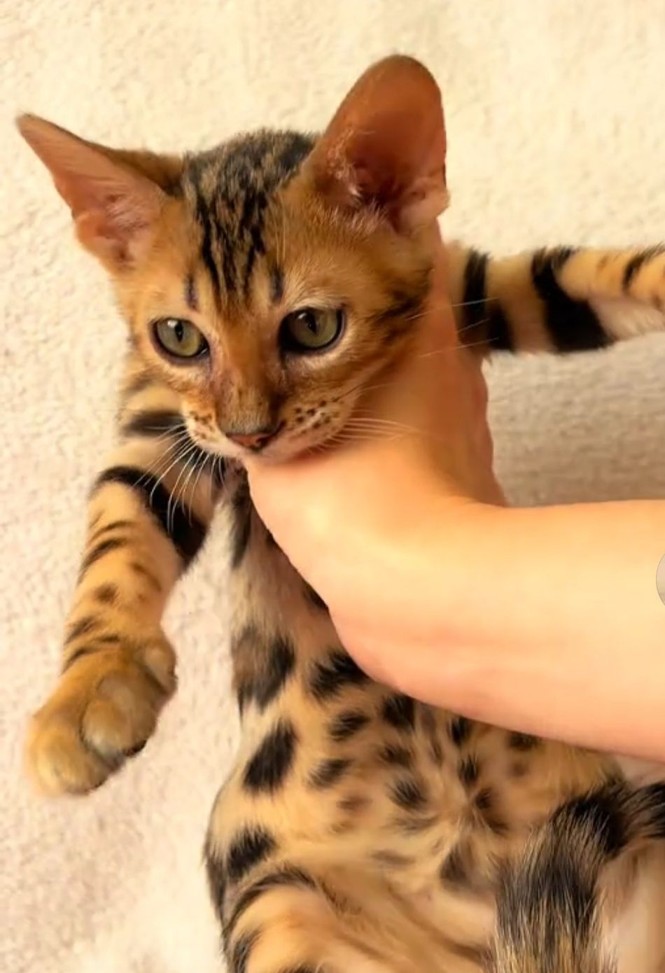Бенгальские котята
