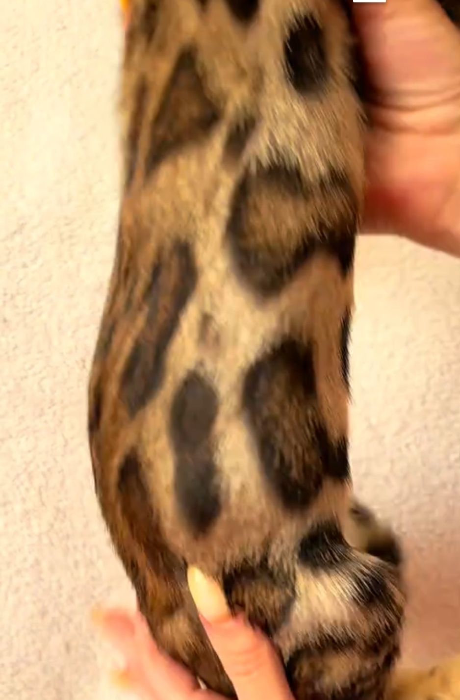 Бенгальские котята