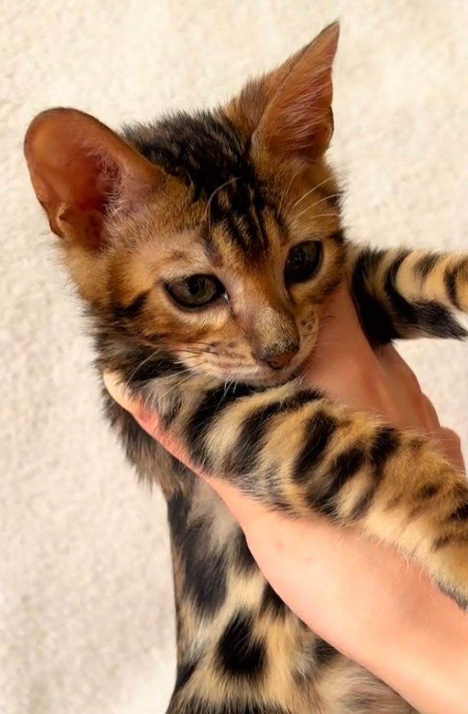 Бенгальские котята