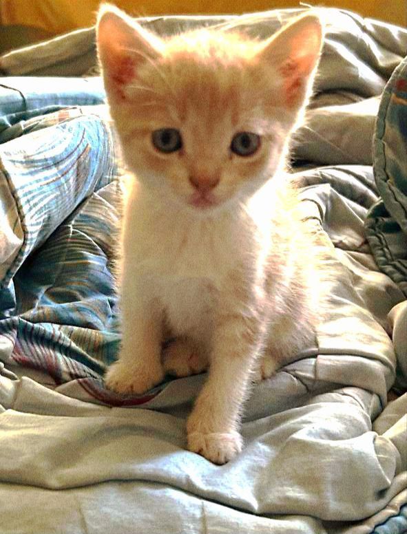 Кошенята