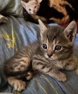 Кошенята