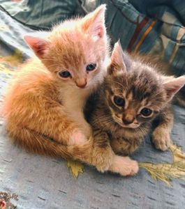 Кошенята