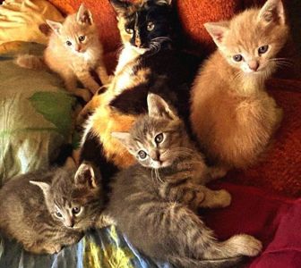 Кошенята