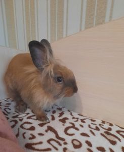 Кролик декоративний, дівчинка 4 місяці