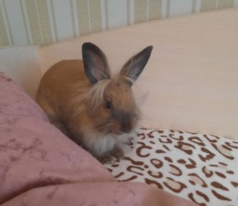 Кролик декоративний, дівчинка 4 місяці