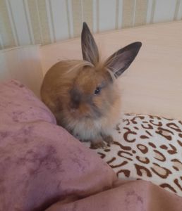 Кролик декоративний, дівчинка 4 місяці