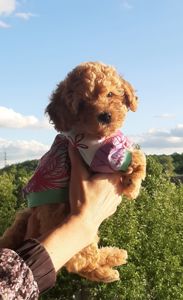 Крутий хлопець той-пудель!