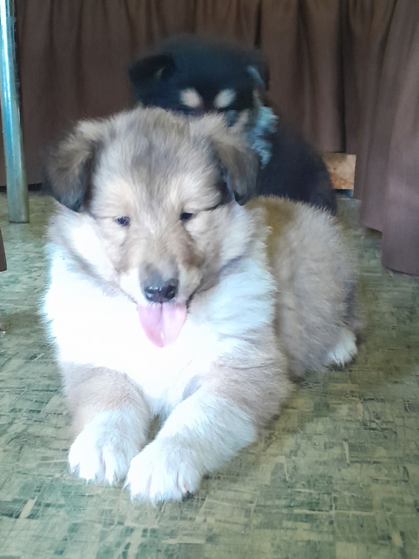 Колли девочки