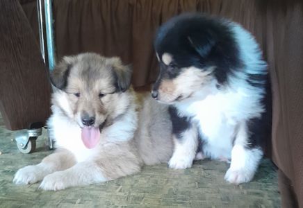 Колли девочки