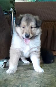 Колли девочки