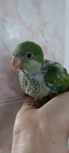 Ручной малыш квакер