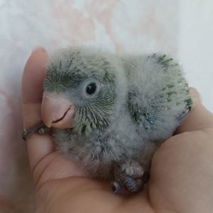 Ручной малыш квакер